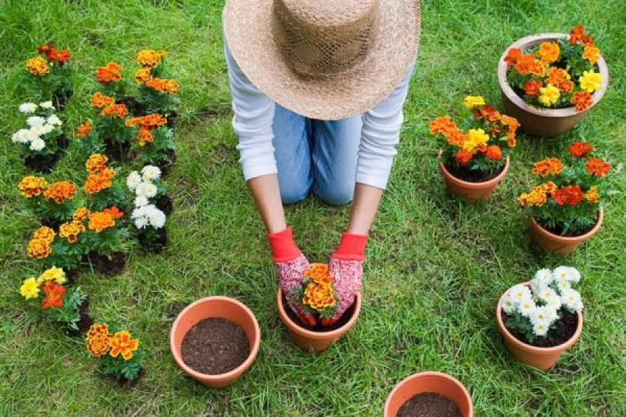 Jardinagem melhora o humor e é uma boa atividade física